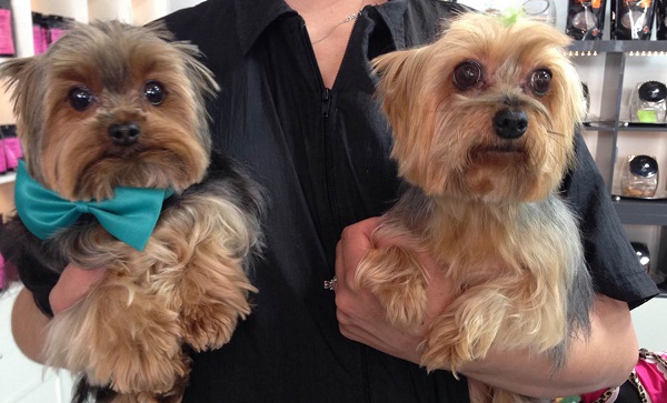 Shaggy Chic at Tivoli Village is a spa and grooming salon for dogs 