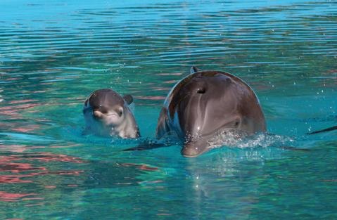 New baby and mom, Huf 'N Puf, in the pool at the Mirage Dolphin Habitat
